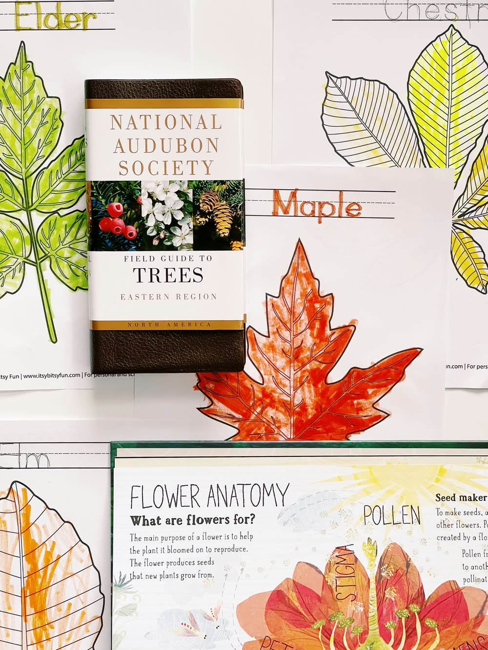 A nature study page, pressed leaves and a field guide